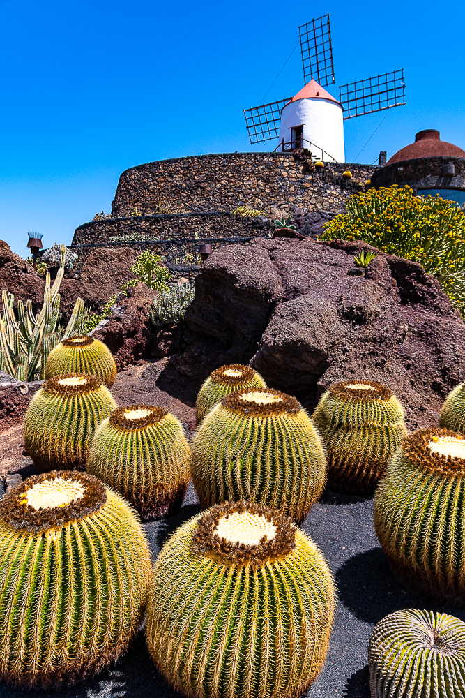 Molino gofio jardín de cactus