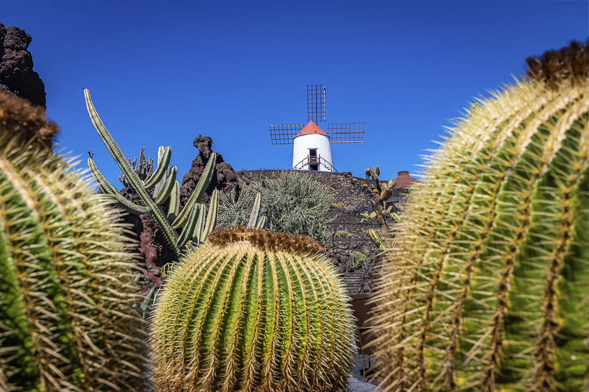 Jardín cactus y molino de gofio