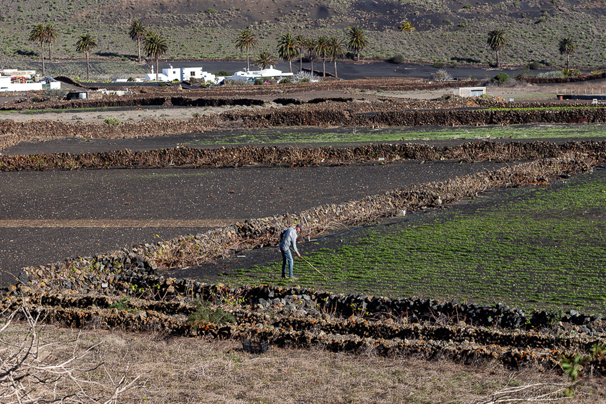 Canarian potato crop field - Yaizart