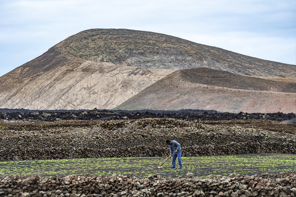 Canarian potato cultivation - Yaizart