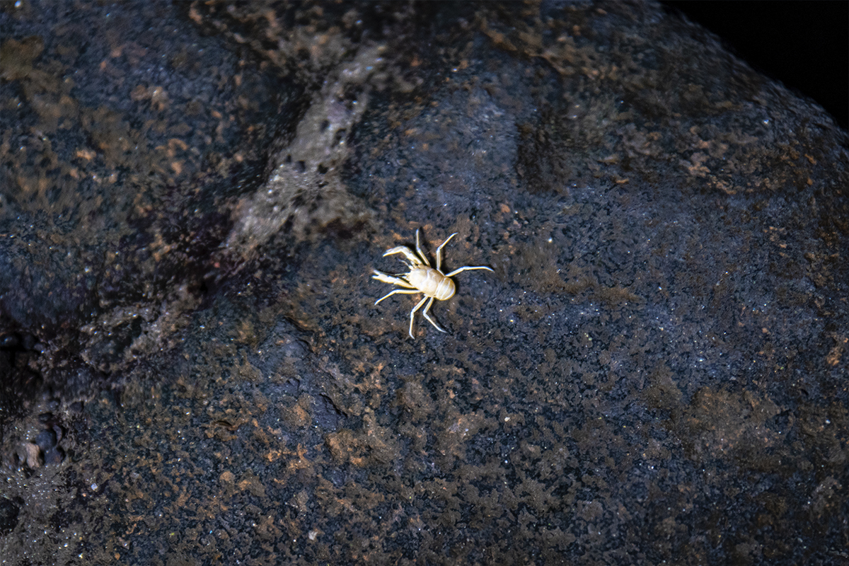 Jameito blind crab endemic to Lanzarote - Yaizart