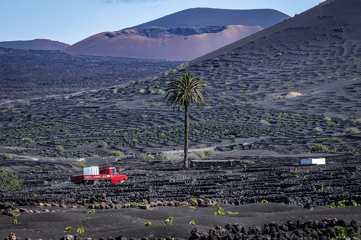 cosecha vendimia la geria lanzarote