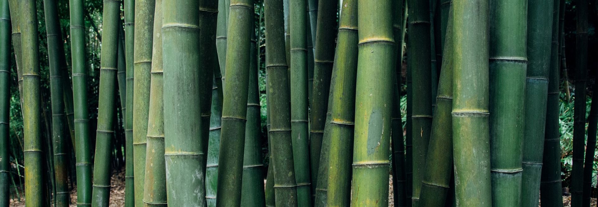 Bambú, material ecológico y sostenible