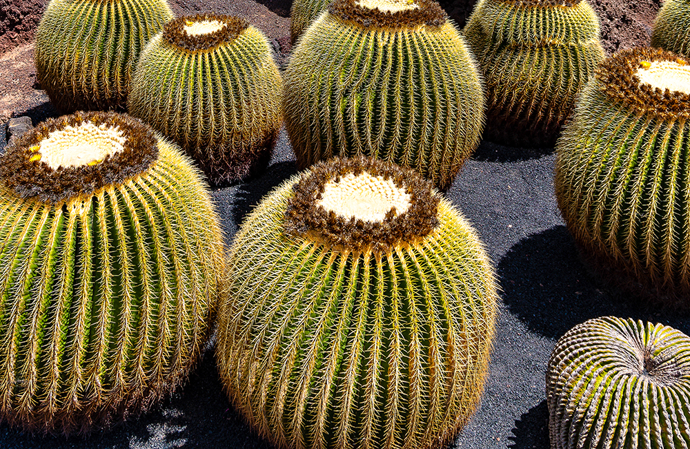 Asientos de suegras  en Jardín de Cactus