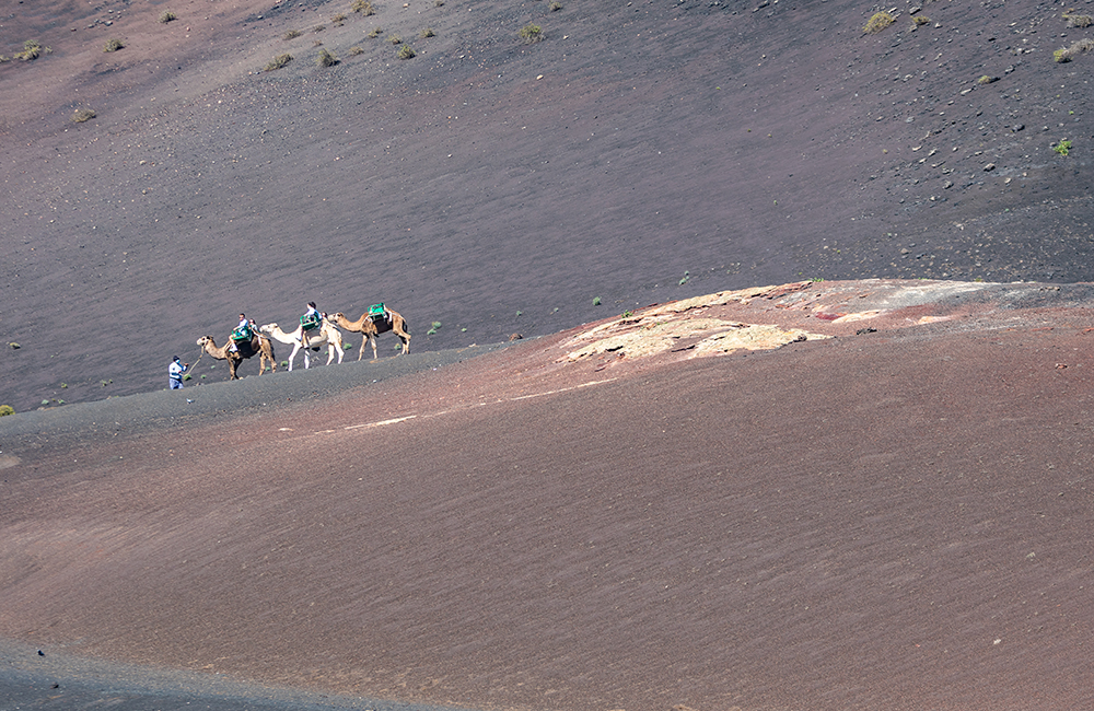 Camels among Timanfaya volcanoes