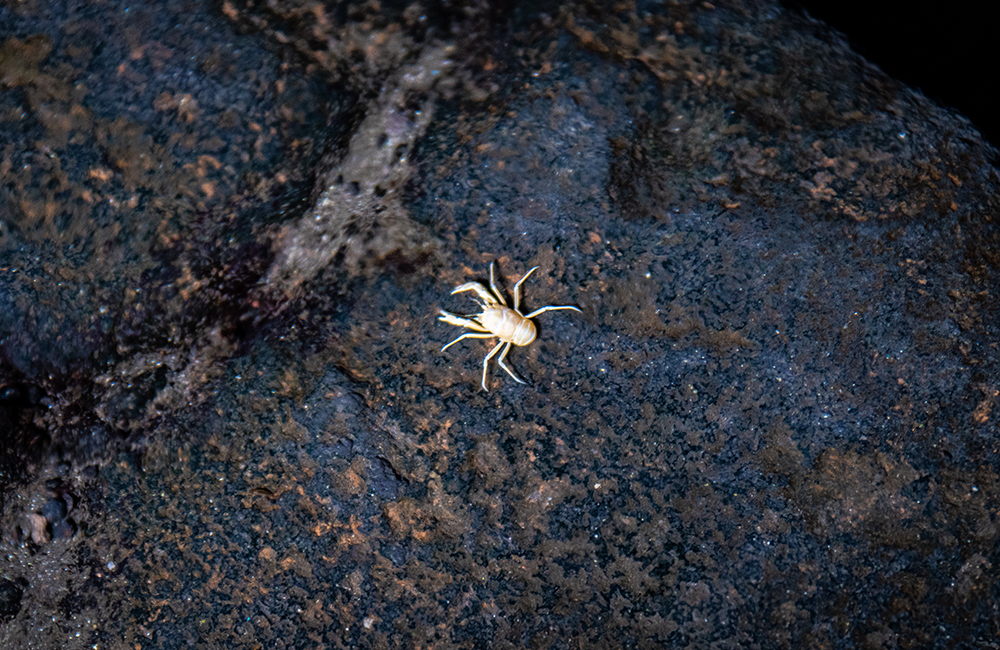 Endemic crab from Jameos del Agua