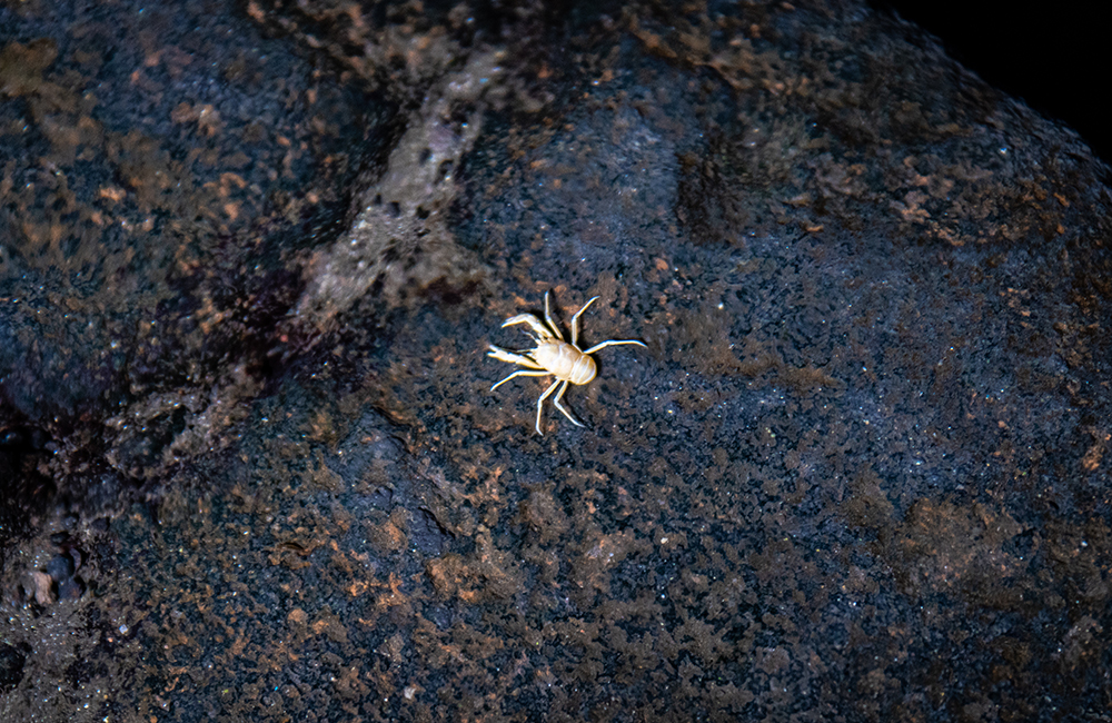 Cangrejo endémico de Jameos del Agua