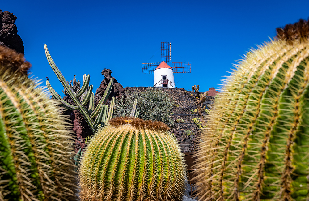 Molino de Gofio en Jardín de Cactus