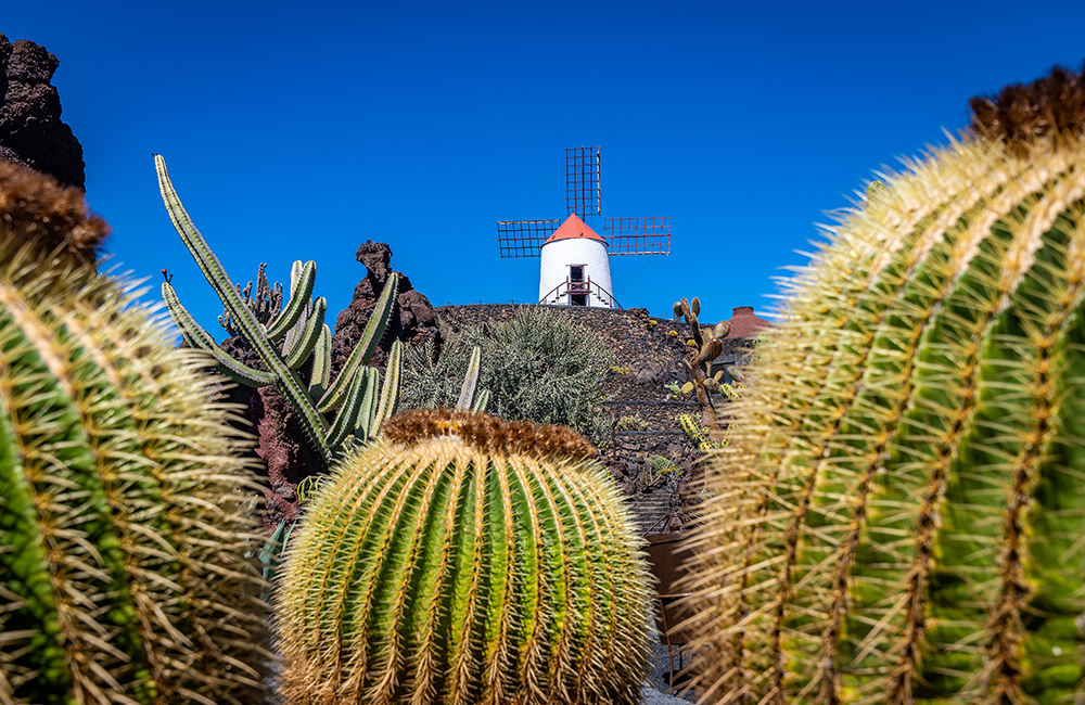 Gofio Mill in Cactus Garden