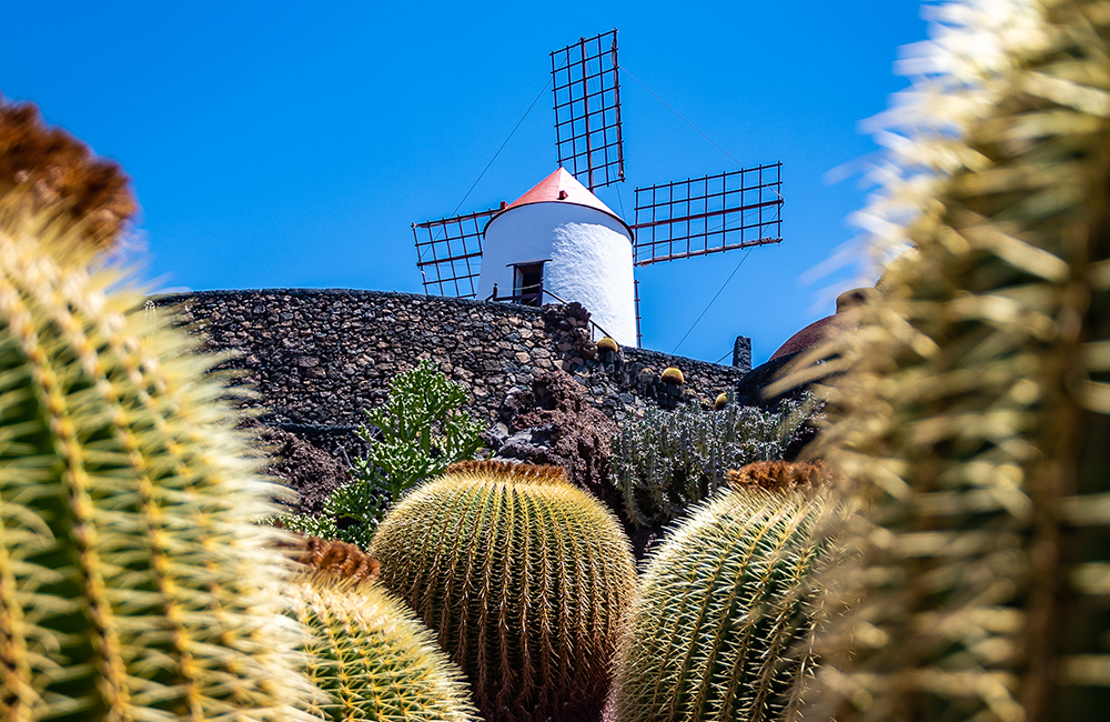 Mill in Cactus Garden