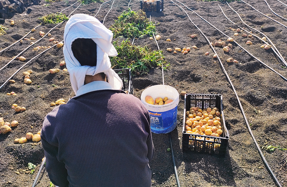 Lanzarote woman collecting Canarian potato