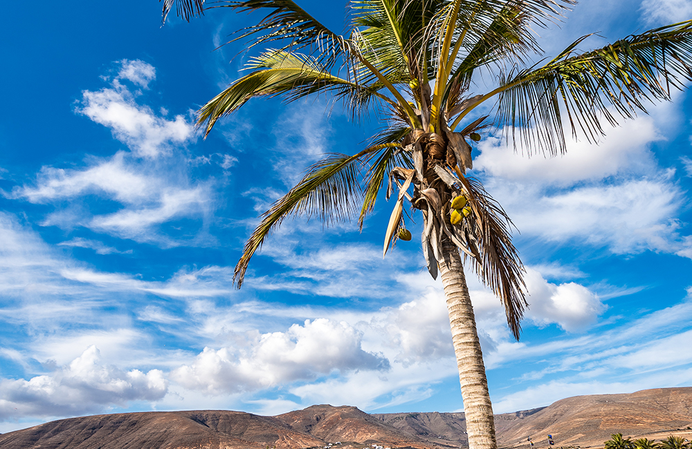 Palmera en playa de Arrieta