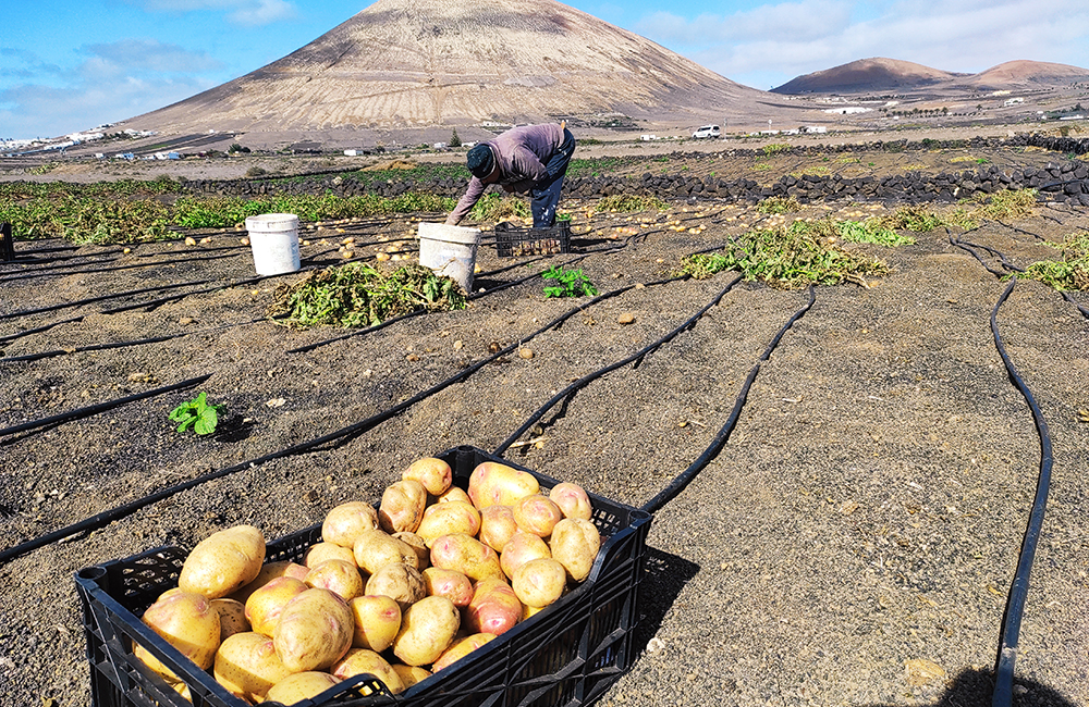 Canarian potato harvest in Lanzarote