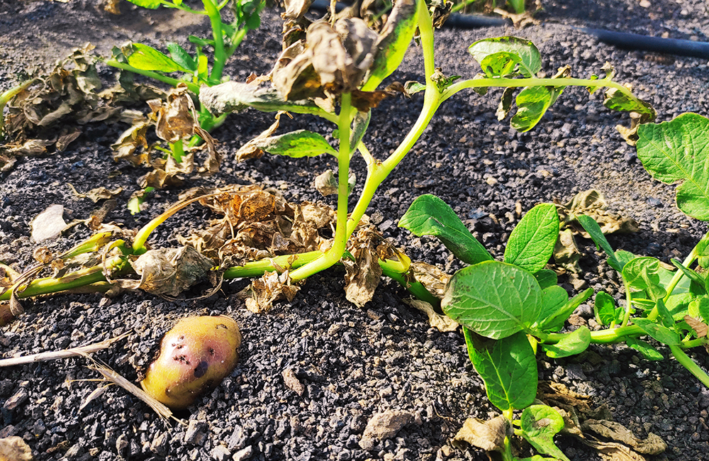 Lanzarote potato