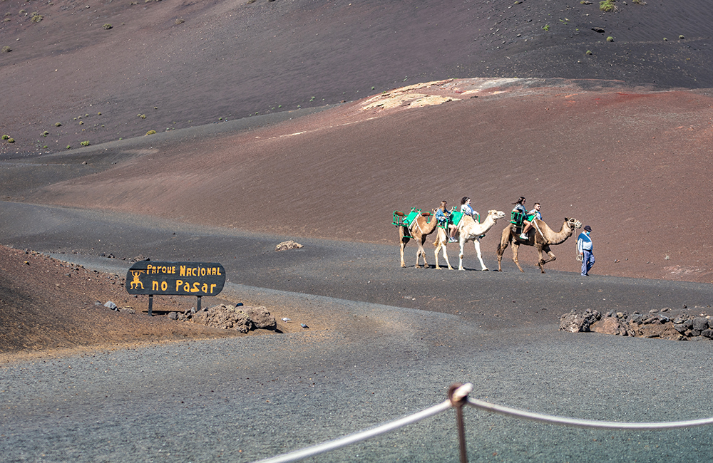 Paseo en camello por volcanes de Timanfaya