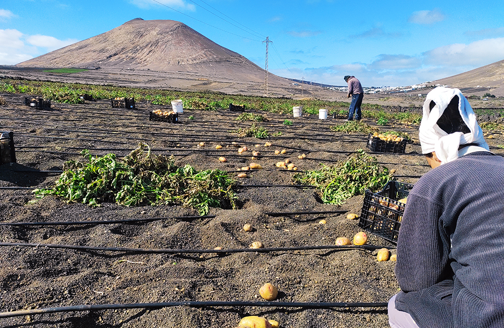 Recolecta de papa de Lanzarote