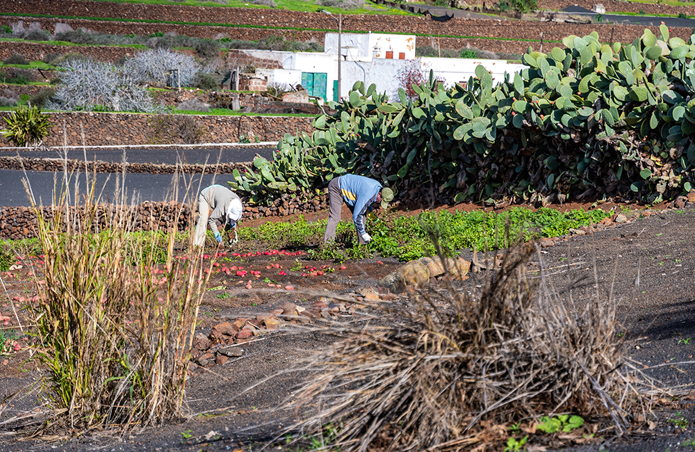 Lanzarote red potato harvest