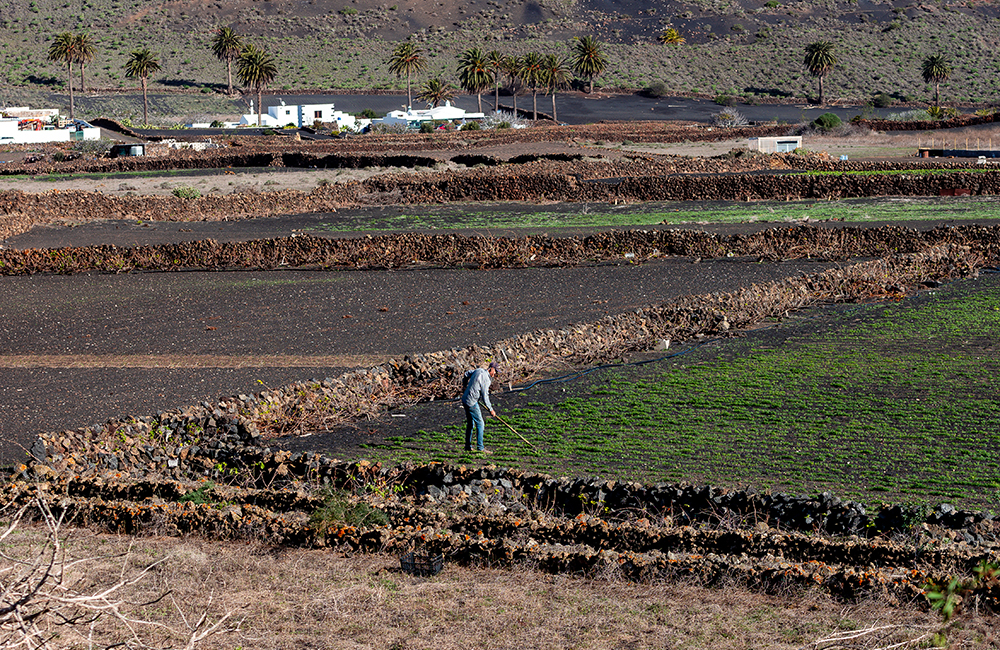 Trabajo de agricultor en pueblo de Maguez