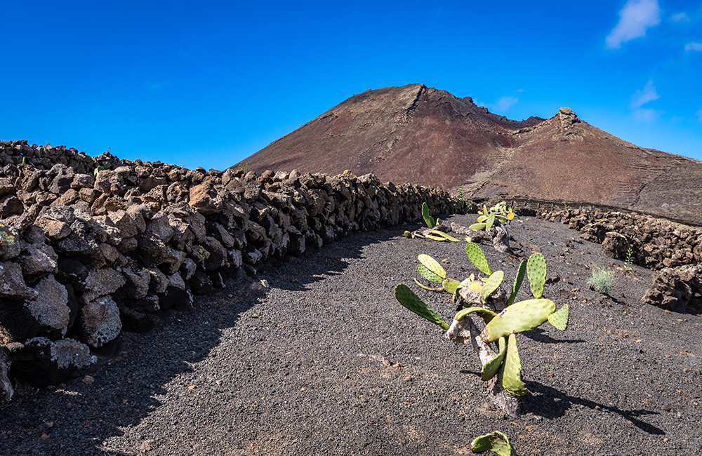 Tuneras y volcán de la Corona