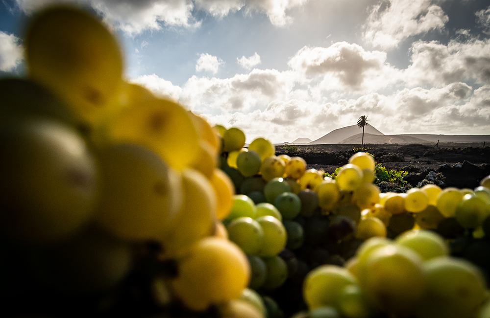 Grapes and palm tree in Tisalaya