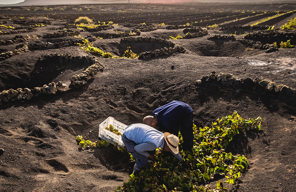 Grape picking in Tisalaya